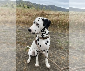 Father of the Dalmatian puppies born on 05/20/2025