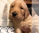 Puppy blue Golden Retriever