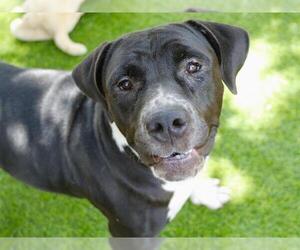 Staffordshire Bull Terrier-Unknown Mix Dogs for adoption in Tallahassee, FL, USA