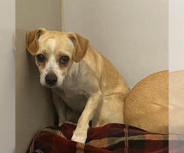 Medium Photo #1 Chihuahua-Unknown Mix Puppy For Sale in Modesto, CA, USA