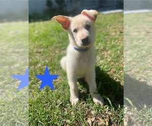 German Shepherd Dog Puppy for Sale in ALACHUA, Florida USA