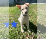 Image preview for Ad Listing. Nickname: Litter of 9