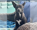 Small Photo #4 Chihuahua-Unknown Mix Puppy For Sale in Brooklyn Center, MN, USA