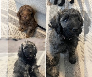 Double Doodle Puppy for sale in AMERICAN FORK, UT, USA