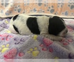 Small Photo #21 Cocker Spaniel Puppy For Sale in MARTIN, GA, USA