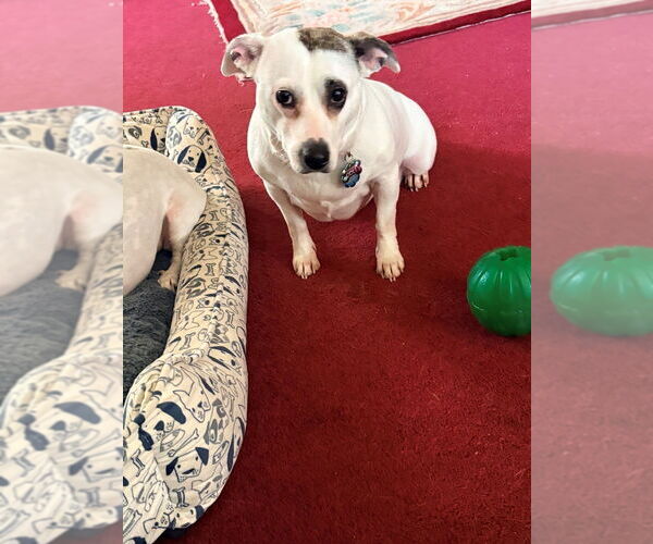 Medium Photo #2 Jack Russell Terrier-Unknown Mix Puppy For Sale in Springdale, PA, USA