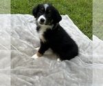 Puppy Girl 3 Australian Shepherd