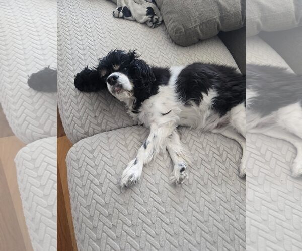 Medium Photo #2 Cavalier King Charles Spaniel Puppy For Sale in Spring Lake, NJ, USA