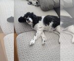 Small #1 Cavalier King Charles Spaniel