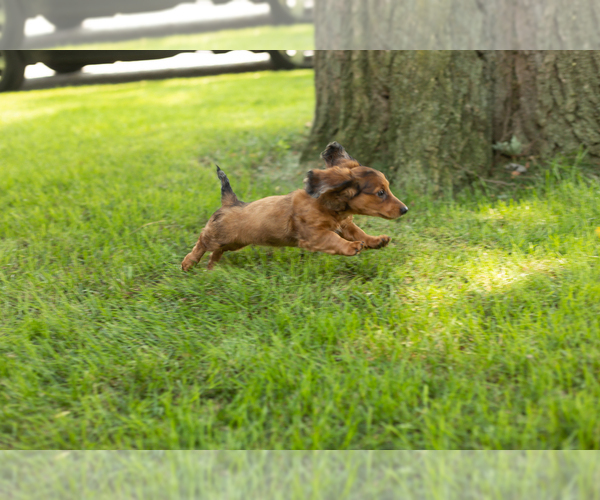 Medium Photo #5 Dachshund Puppy For Sale in BREMEN, IN, USA