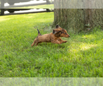 Small #4 Dachshund