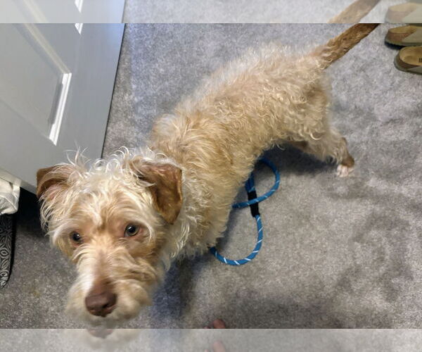 Medium Photo #3 Mutt Puppy For Sale in Rockaway, NJ, USA