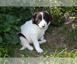 Puppy Conner Border Collie