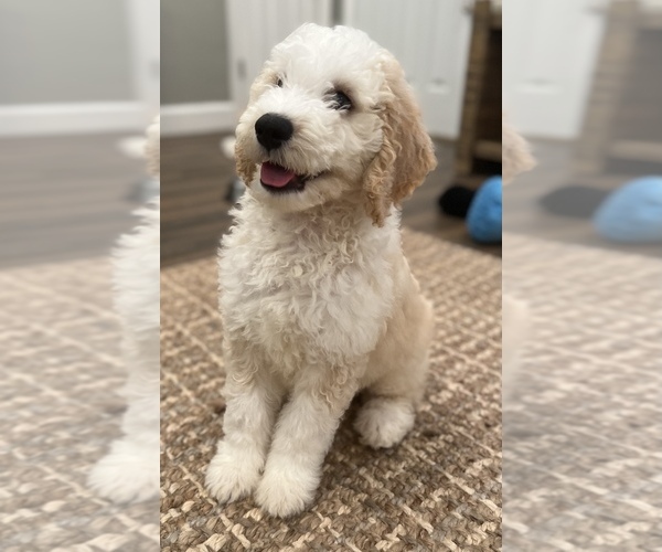Medium Photo #3 Double Doodle Puppy For Sale in PINELLAS PARK, FL, USA