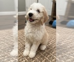 Small Photo #3 Double Doodle Puppy For Sale in PINELLAS PARK, FL, USA