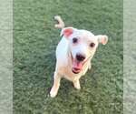 Small #3 Chihuahua Mix