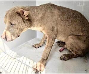 Labrador Retriever-Unknown Mix Dogs for adoption in Houston, TX, USA