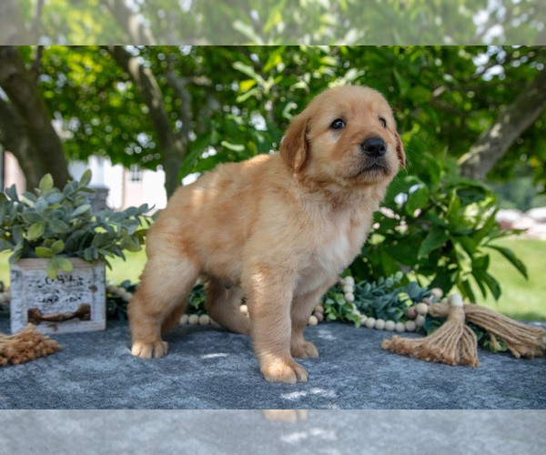 Medium Photo #10 Golden Retriever Puppy For Sale in WOLCOTTVILLE, IN, USA