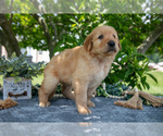 Small Photo #10 Golden Retriever Puppy For Sale in WOLCOTTVILLE, IN, USA