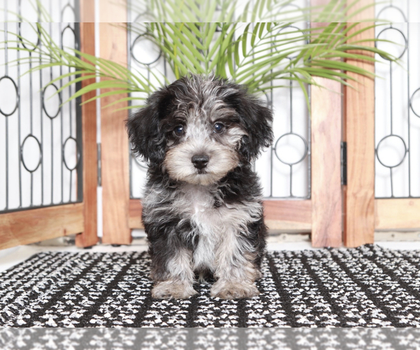 Medium Photo #2 YorkiePoo Puppy For Sale in NAPLES, FL, USA