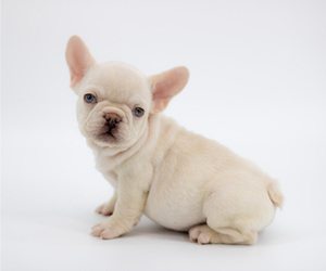 French Bulldog Puppy for sale in ORLANDO, FL, USA