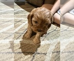 Small #18 Cavapoo (Miniature)