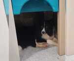 Small #7 Border Collie