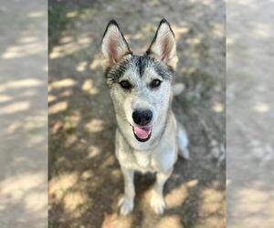 MEEKAH - Female Siberian Husky Dog for Adoption - Photo #2
