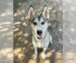 Small Photo #2 Siberian Husky Puppy For Sale in Riverside, CA, USA