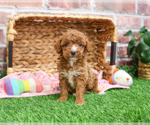 Medium Photo #9 Poodle (Miniature) Puppy For Sale in SYRACUSE, IN, USA