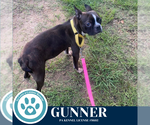 Small #3 Boston Terrier