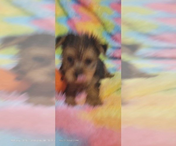 Medium Photo #40 Yorkshire Terrier Puppy For Sale in AKRON, OH, USA