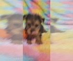Small Photo #40 Yorkshire Terrier Puppy For Sale in AKRON, OH, USA
