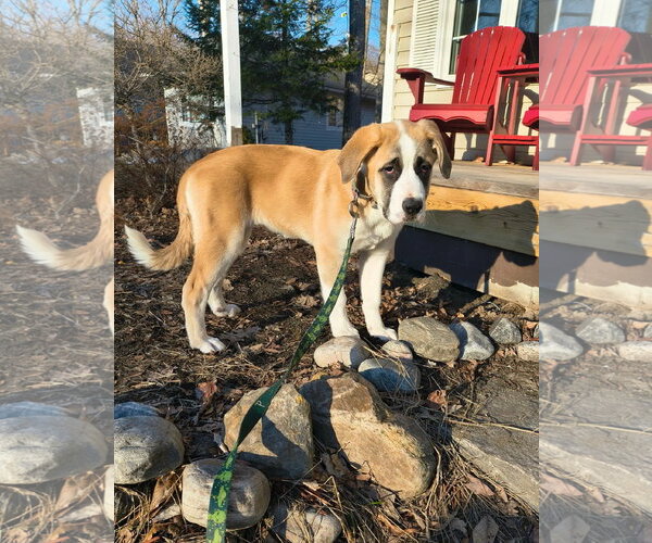 Medium Photo #1 Saint Pyrenees Puppy For Sale in Oro Medonte, Ontario, Canada