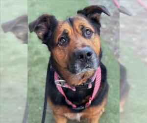 German Shepherd Dog Dogs for adoption in Woodland, CA, USA