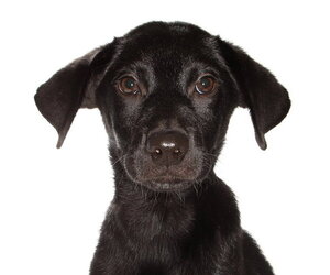 Mutt Dogs for adoption in Oakland Park, FL, USA