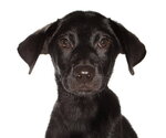 Small Mutt