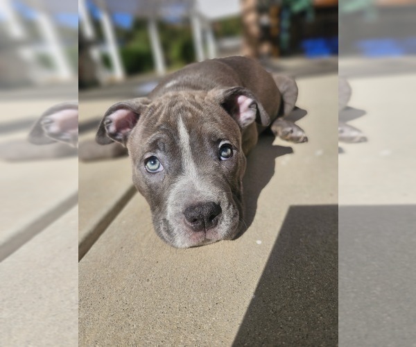 Medium Photo #2 American Bully Puppy For Sale in QUARTZ HILL, CA, USA