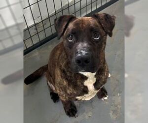 Zach - Male Mutt Dog for Adoption - Photo #7