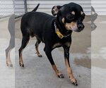 Small Photo #3 Miniature Pinscher Puppy For Sale in Muskegon, MI, USA