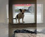 Small Treeing Walker Coonhound Mix