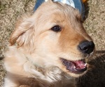 Small Photo #6 Golden Retriever Puppy For Sale in COMMERCE, GA, USA