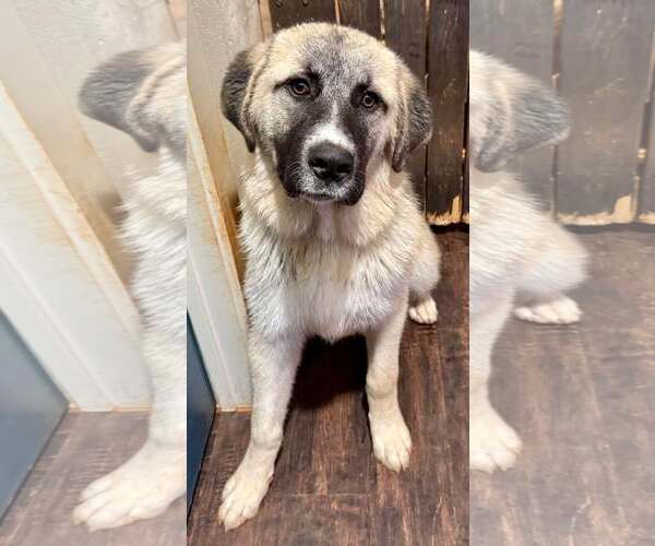 Medium Photo #10 Anatolian Shepherd-Great Pyrenees Mix Puppy For Sale in Higley, AZ, USA