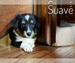 Puppy Suave Border Collie-Papillon Mix