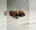 Small Photo #127 Rhodesian Ridgeback Puppy For Sale in KELLER, TX, USA