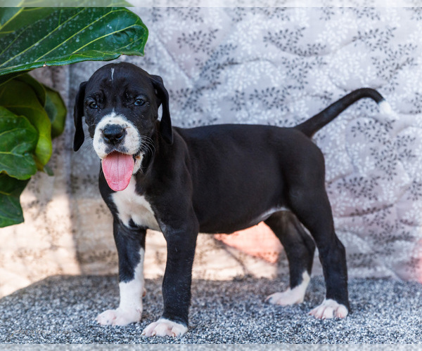 Medium Photo #60 Great Dane Puppy For Sale in WAKARUSA, IN, USA