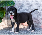 Small #1 Great Dane