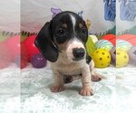 Image preview for Ad Listing. Nickname: Prissy