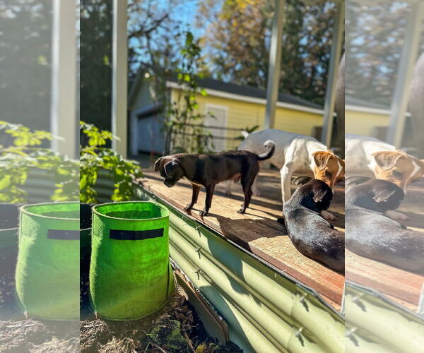 Medium Photo #16 Jack Russell Terrier-Whippet Mix Puppy For Sale in Arlington, WA, USA