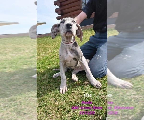 Medium Photo #1 Great Dane Puppy For Sale in TOPEKA, IN, USA